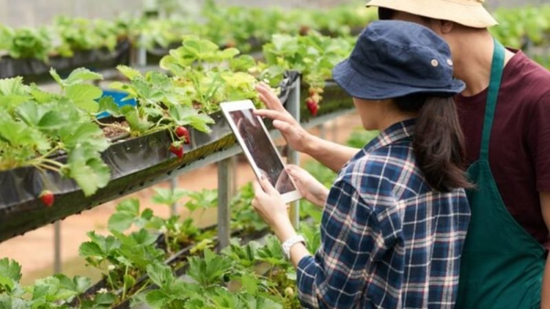 The Future of Sustainable Agriculture Innovations and Best Practices”